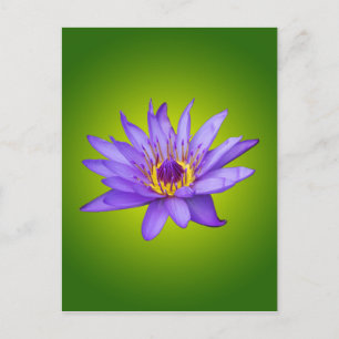 Waterlelie Bloem Vijver Aquatische Paarse Waterblo Briefkaart