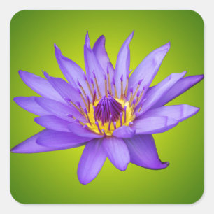 Waterlelie Bloem Vijver Aquatische Paarse Waterblo Vierkante Sticker
