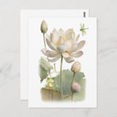 Waterlelie Bloemen, Kikker en Libel  Briefkaart (Voorkant / Achterkant)