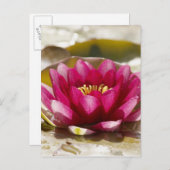 Waterlelie Briefkaart (Voorkant / Achterkant)