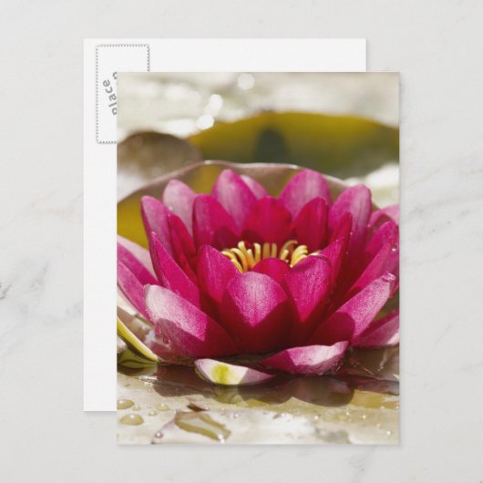 Waterlelie Briefkaart (Voorkant / Achterkant)