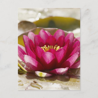 Waterlelie Briefkaart