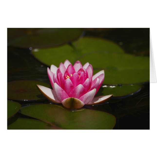 Waterlelie en kussens (Voorkant Horizontaal)