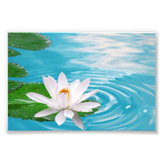 Waterlelie Fotoprint Foto Afdruk (Voorkant)