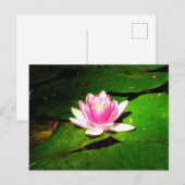 Waterlelie in de bodemtuinen briefkaart (Voorkant / Achterkant)