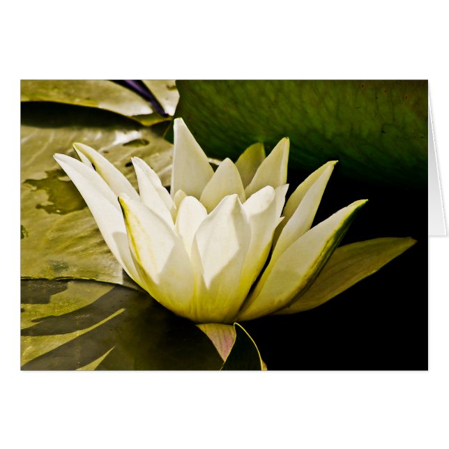 Waterlelie Kaart (Voorkant Horizontaal)