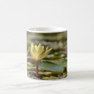 Waterlelie Koffiemok – Natuurfoto