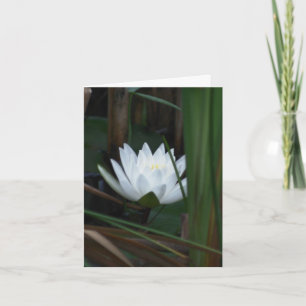 Waterlelie Lotus Bloem Fotografie Notitiekaartje