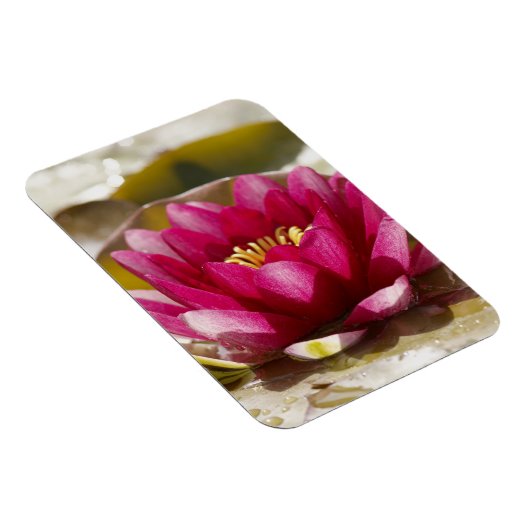 Waterlelie Magneet (Rechterzijde)