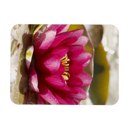 Waterlelie Magneet (Horizontaal)