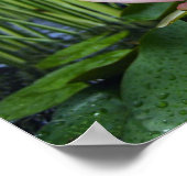 Waterlelie na regen poster (Hoek)