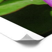 Waterlelie Poster (Hoek)