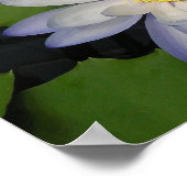 waterlelie poster (Hoek)