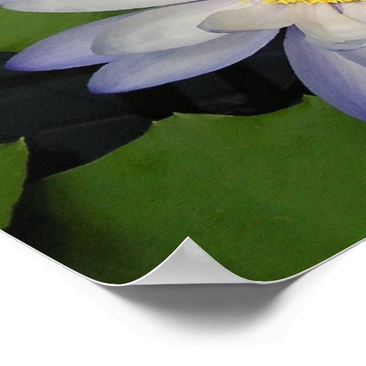 waterlelie poster (Hoek)