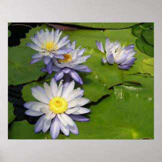waterlelie poster