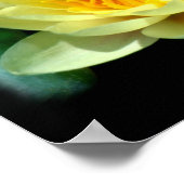 Waterlelie Poster (Hoek)