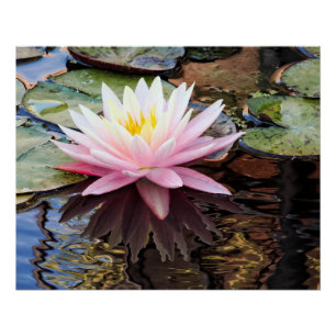 Waterlelie Reflecties Perfect Poster