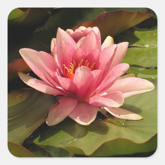 Waterlelie Sticker (Voorkant)