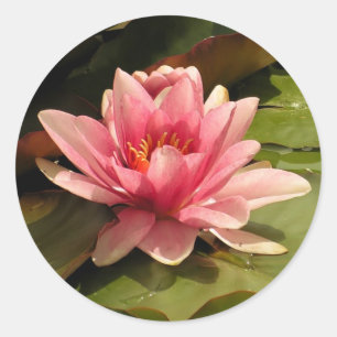 Waterlelie Sticker