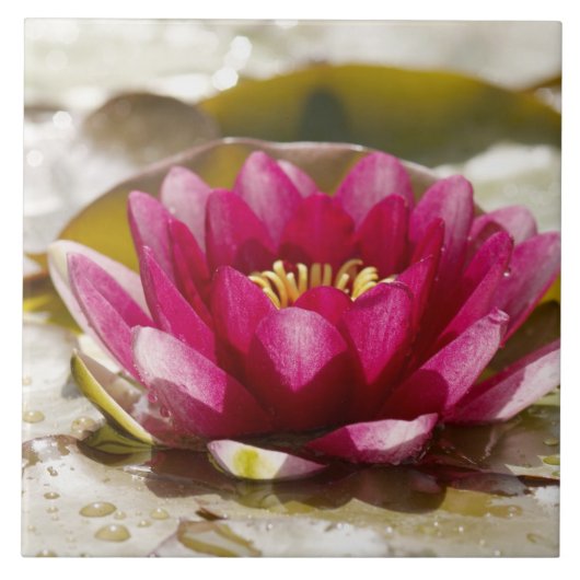 Waterlelie Tegeltje (Voorkant)