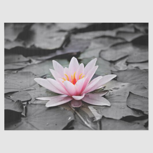 waterlelie tissuepapier (Voorkant)