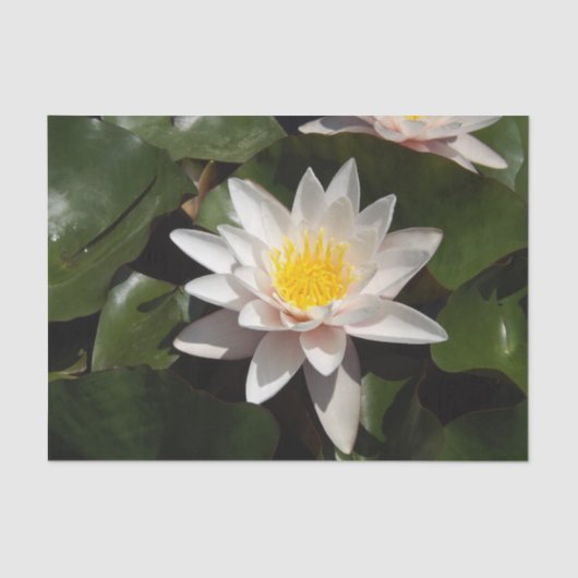 Waterlelie tissuepapier (Voorkant)