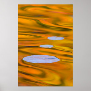Waterlelieblad op oranje water, Canada Poster