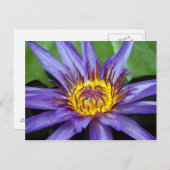 Waterleliekaart Briefkaart (Voorkant / Achterkant)