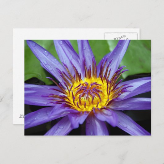 Waterleliekaart Briefkaart (Voorkant / Achterkant)