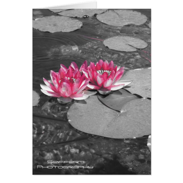 waterlelies (Voorkant)