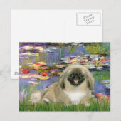 Waterlelies 2 - Pekingees 1b Briefkaart (Voorkant / Achterkant)
