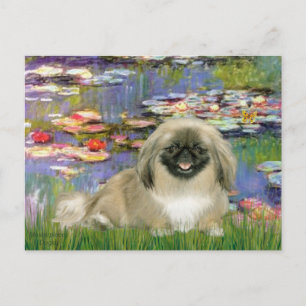 Waterlelies 2 - Pekingees 1b Briefkaart