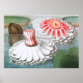Waterlelies bloemen in een vijver Vintage Poster (Voorkant)