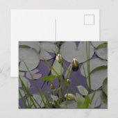 Waterlelies Briefkaart (Voorkant / Achterkant)