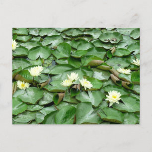 Waterlelies Briefkaart