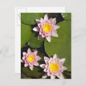 Waterlelies Briefkaart (Voorkant / Achterkant)