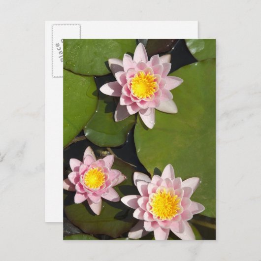 Waterlelies Briefkaart (Voorkant / Achterkant)