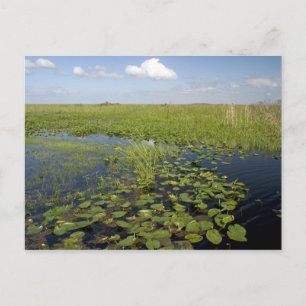 Waterlelies en zaaggras in Florida everglades Briefkaart