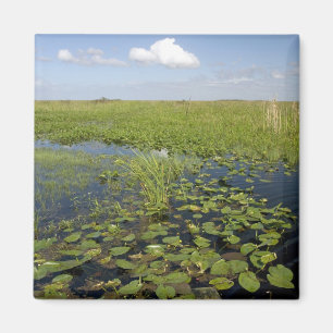 Waterlelies en zaaggras in Florida everglades Magneet