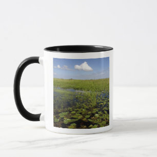 Waterlelies en zaaggras in Florida everglades Mok