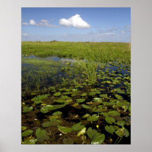 Waterlelies en zaaggras in Florida everglades Poster