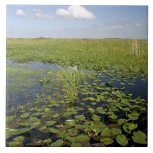 Waterlelies en zaaggras in Florida everglades Tegeltje