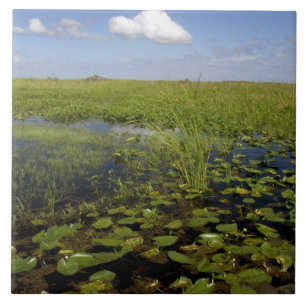 Waterlelies en zaaggras in Florida everglades Tegeltje
