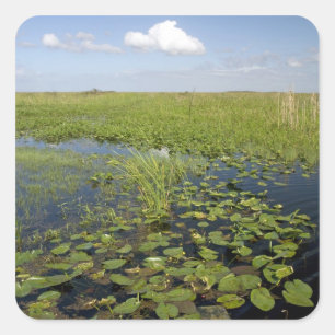 Waterlelies en zaaggras in Florida everglades Vierkante Sticker