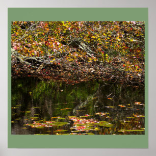 Waterlelies Foto Poster