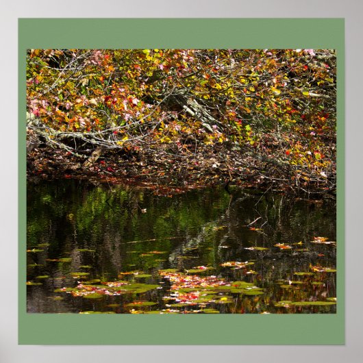 Waterlelies Foto Poster (Voorkant)