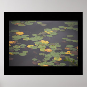 Waterlelies Foto Poster