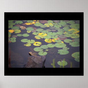 Waterlelies Foto Poster