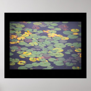 Waterlelies Foto Poster