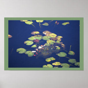 Waterlelies Foto Poster